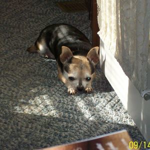 Meet your Posher, Shelia